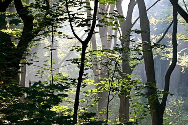 bomen